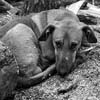 Foto dall'Ucraina di Roberto Travan - 